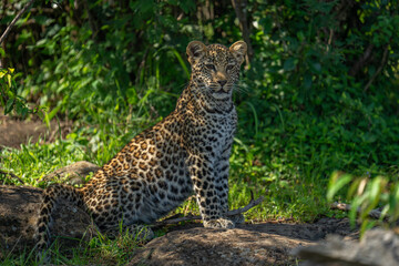 Leopard cub sits by rocks near bushes