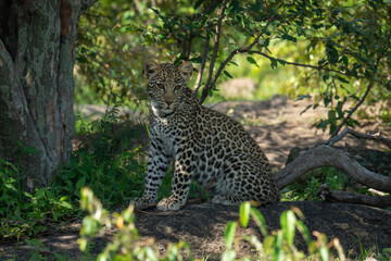 Leopard cub sits by tree in bushes