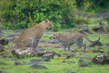 Leopard cub runs to mother among rocks