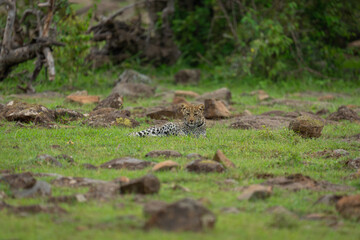 Leopard cub lies watching camera among rocks