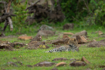Leopard cub lies turning head among rocks
