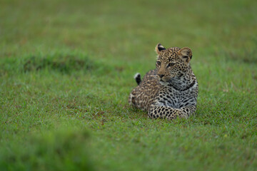 Leopard cub lies turning head on grassland