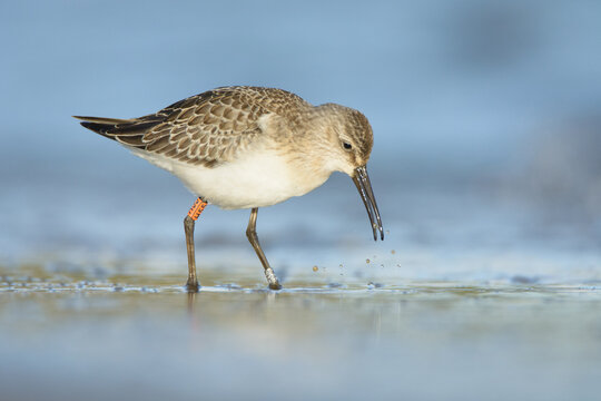 Curlew sandpiper