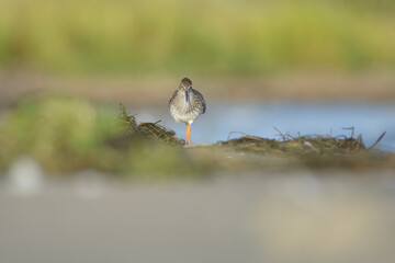 Common redshank