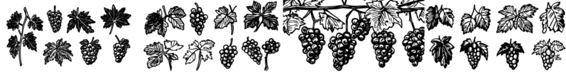 Obraz premium Vintage hand drawn outline wine grapes. Antique engraving design berry. Sketches for wine packaging, label, pattern, menu, invitation card, poster, cover, and more.