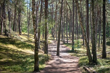 A serene pine forest along the Baltic coast in Kolobrzeg, Poland, with tall trees and sandy paths leading toward the sea, capturing the peaceful charm of the coastal landscape.