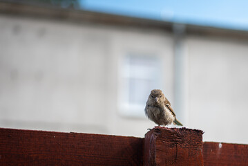 An angry sparrow perches defiantly, ruffling its feathers and glaring at the camera, showcasing its...
