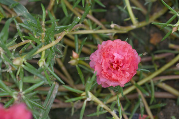 Portulaca grandiflora or moss rose purslane flower closeup, Closeup pink moss rose purslane (portulaca grandiflora) flowers in garden tropical, delicate dreamy of beauty of nature with green leaves