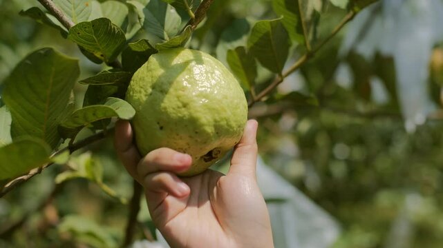 Tropical Guava Farming: Juicy Guava Fruit, Ripe Pink Guava and Red Guava Plant Close-Up. Exotic Psidium guajava Harvest, Nutrition, and Vitamins in a Lush Agricultural Setting