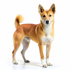 Carolina dog breed standing against white background, Ai Generated