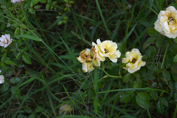 Obraz premium Beautiful yellow rose flower closeup in garden, A very beautiful rose flower bloomed on the rose tree, Rose flower, bloom flowers, Natural spring flower, Nature