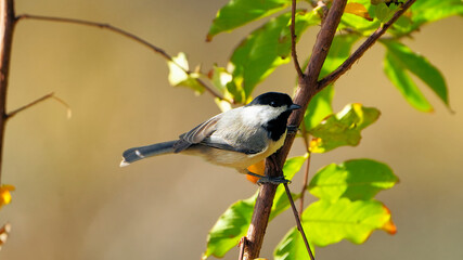 Carolina Chickadee perched in Texas oak tree with autumn orange leaves background