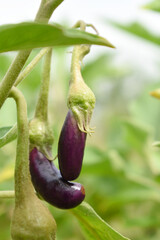 Fresh long purple brinjal (eggplant) hanging on the plant, brinjal in the vegetable field waiting to be picked for consumption. brinjal hanging on the brinjal plant. Fresh vegetable, healthy vegetable