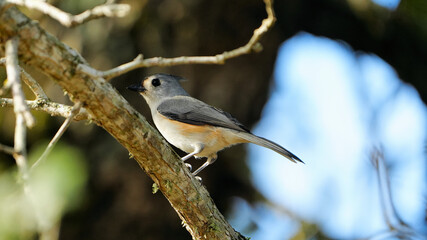Profile of solo Tuffed Titmouse in Texas oak tree.