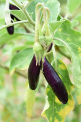 Fresh long purple brinjal (eggplant) hanging on the plant, brinjal in the vegetable field waiting to be picked for consumption. brinjal hanging on the brinjal plant. Fresh vegetable, healthy vegetable