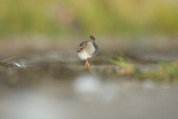 Common redshank