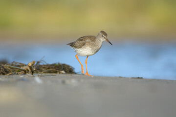 Common redshank