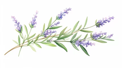 Gardinen Pastel watercolor of a small sprig of lavender with delicate purple flowers and green leaves isolated on white background minimalistic for greeting cards banners high quality and detail © Lion
