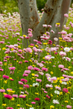 Everlasting Daisies and gum tree trunks in Kings Park, Western Australia.