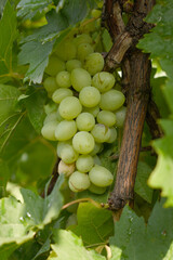 Close up of grapes hanging on Vine, Hanging grapes. Grape farming. Grapes farm. Tasty green grape bunches hanging on branch. Grapes With Selective Focus on the subject, Chakwal, Punjab, Pakistan
