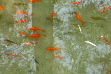 A clear pond with colorful koi fish, mostly orange, red, and white, swimming gracefully. Lily pads float on the surface, and reflections of surrounding trees add to the serene, tranquil ambiance.