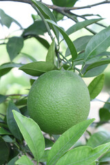 unripe green oranges on tree, close-up of a beautiful orange tree with green oranges, fruit hanging on a tree, Close-up of unripe oranges hanging on a tree, Chakwal, Punjab, Pakistan