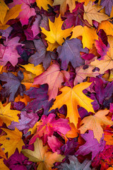 Fototapeta premium Vertical A Close-up of Vibrant Fallen Autumn Leaves on a Forest Floor.