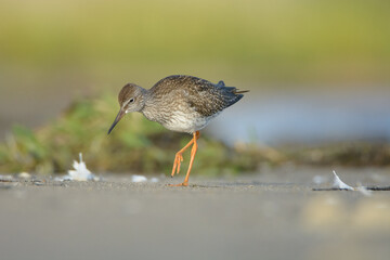 Common redshank