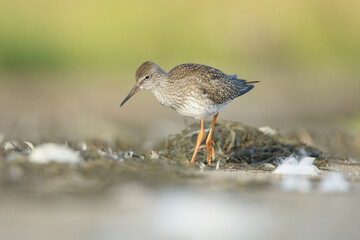Common redshank