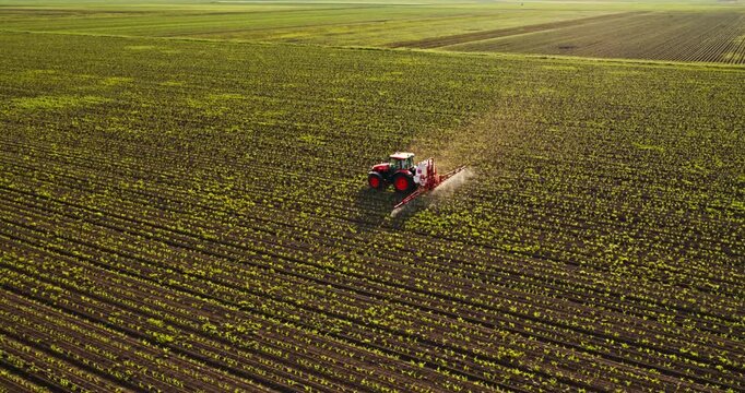Tractor spraying industrial green corn maize farm field