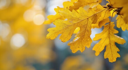 Obraz premium Vibrant yellow oak leaves in early autumn sunlight at a forest edge