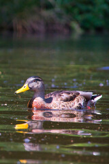 Gorgeous colorful duckling on the water in a sunny day