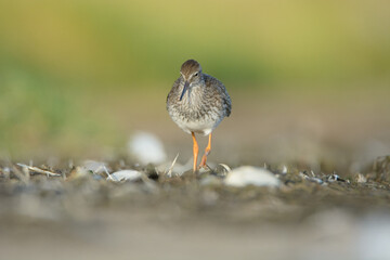 Common redshank