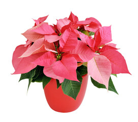 Pink poinsettia plant in a red pot.