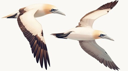 Obraz premium Two Gannet Birds in Flight with Spread Wings