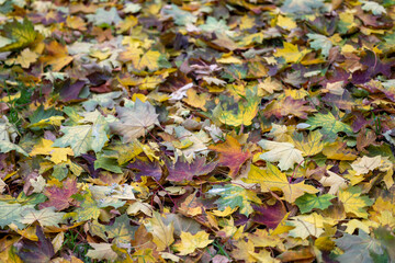 Fallen autumn leaves on the ground