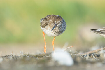 Common redshank