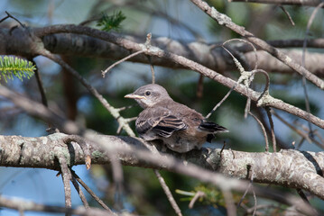 Juvenile Songbird Northern Mockingbird in a tree