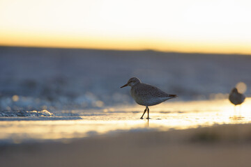 Red knot