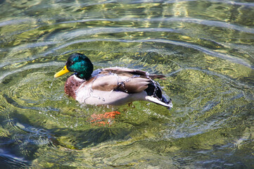 Nice green headed duck swimming in the water of the lake