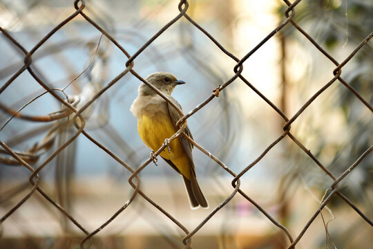 a bird is sitting on a chain link fence - Powered by Adobe