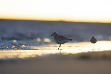 Red knot