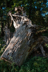weathered tree trunk in foorest, old uprooted ancient tree stump background
