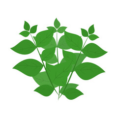 Obraz premium A bunch of basil. Part of my color flat set of the 15 best herbs for cooking. Greens on a white. Herbs for meat, fish, drinks and cocktails. For app, design, web, interface, ad. Vector EPS 10.