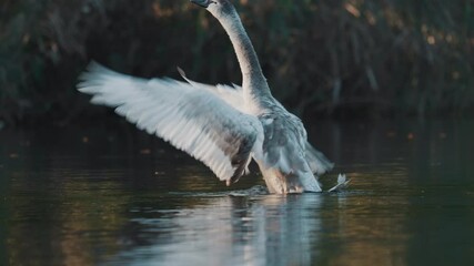 Beautiful swan flapping its wings on a lake