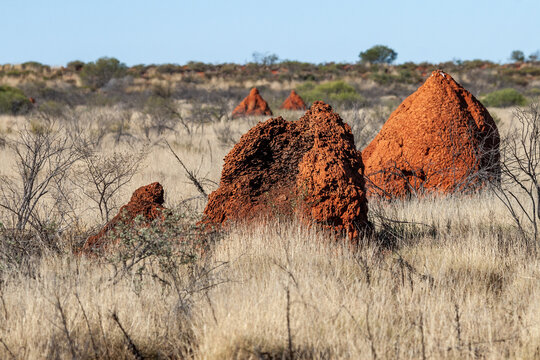 Large termite mound among dry grass in the Pilbara