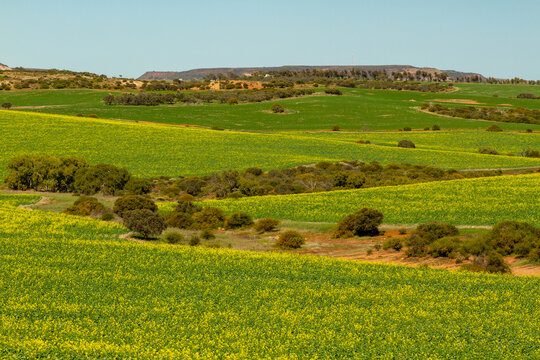 Zig zag paddock patterns of crop