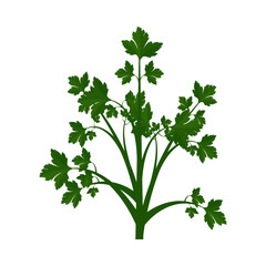 A bunch of common parsley. Part of my color flat set of the 15 best herbs for cooking. Greens on a white. Herbs for meat, fish, drinks and cocktails. For app, design, web, interface, ad. Vector EPS 10