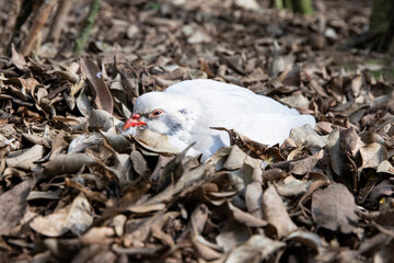 A white bird resting among leaves in a natural environment