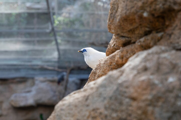 white bird Balinese starling on a blurred background, place for advertising text